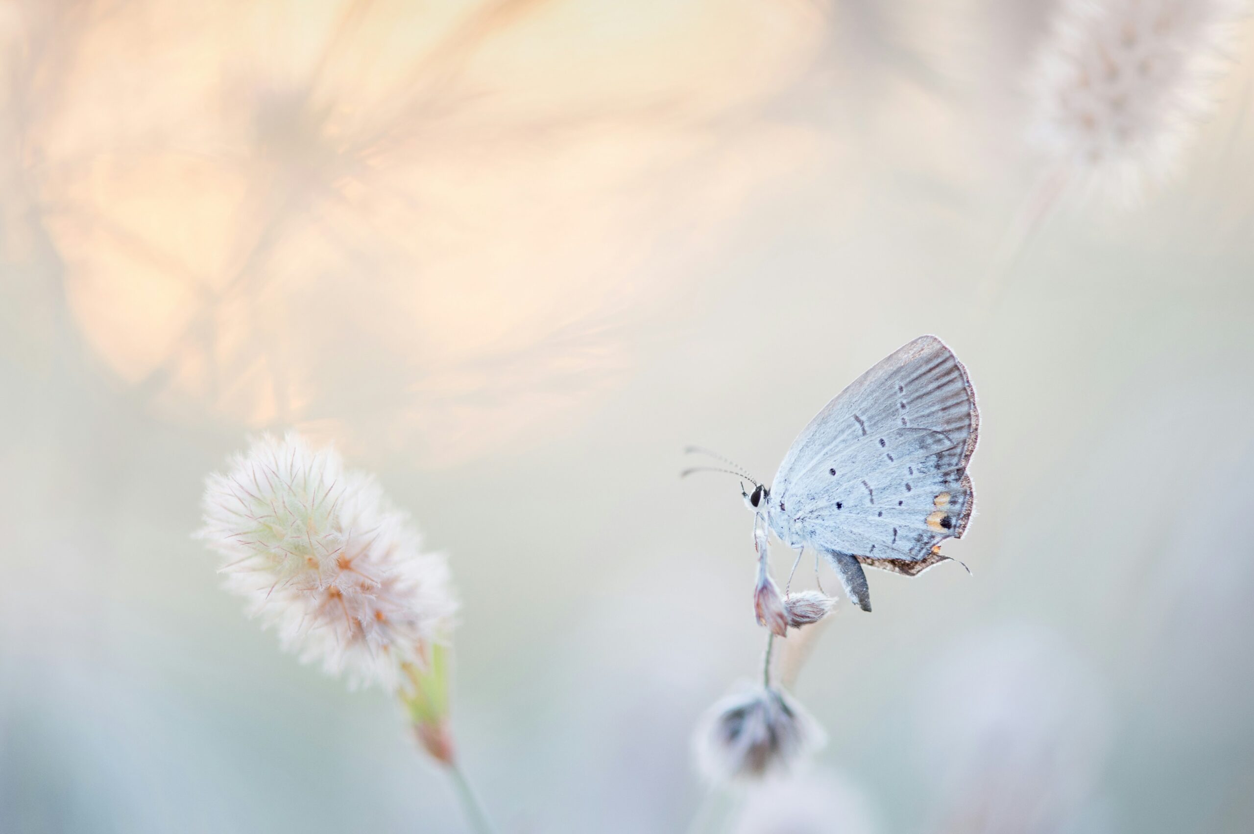 Moth on plant